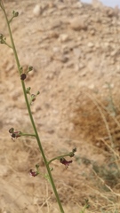 Scrophularia deserti