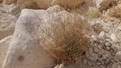 Pituranthos tortuosus