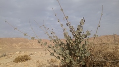 Pergularia tomentosa