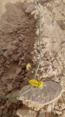 Crotalaria aegyptiaca