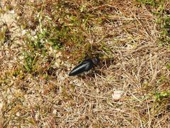 Physomeloe corallifer