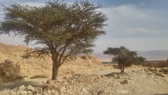 Vachellia tortilis raddiana