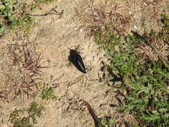 Physomeloe corallifer