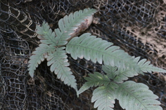 Pteris grevilleana