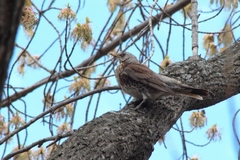 Turdus pilaris