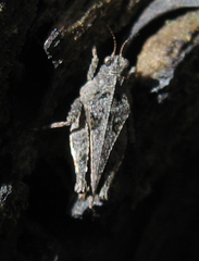 Tetrix ornata