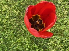 Tulipa gesneriana