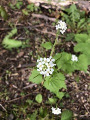 Alliaria petiolata