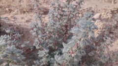 Forsskaolea tenacissima