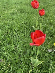 Tulipa gesneriana