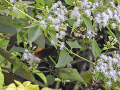 Terinos clarissa malayanus