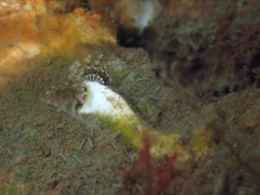 Spirobranchus triqueter