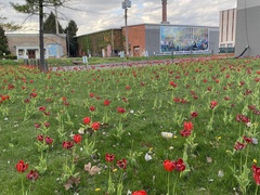 Tulipa gesneriana