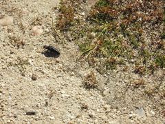 Physomeloe corallifer