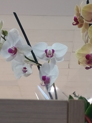 Phalaenopsis amabilis