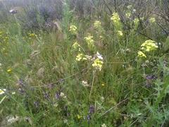 Zegris eupheme