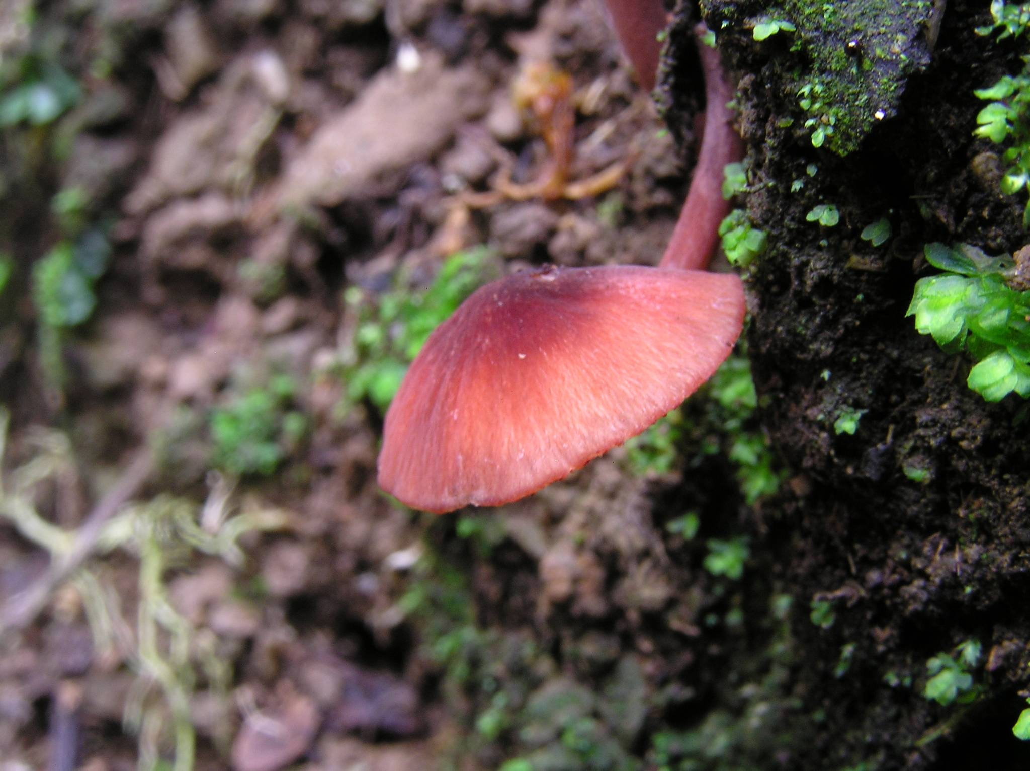Mycena rubroglobulosa image