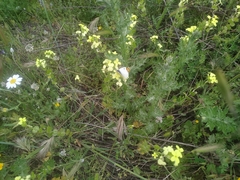 Zegris eupheme