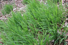 Melica uniflora