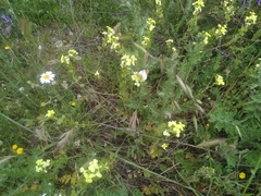 Zegris eupheme