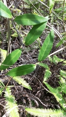 Anodendron affine