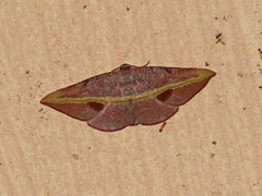 Hypochrosis iris