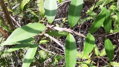 Anodendron affine