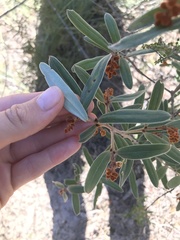 Grevillea floribunda