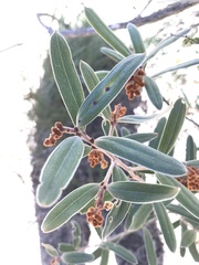Grevillea floribunda