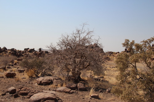Commiphora glandulosa Scott-Elliot 3