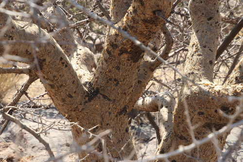 Commiphora glandulosa image