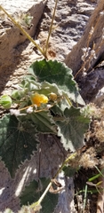 Abutilon parishii