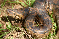 Python natalensis