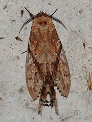 Dudusa synopla