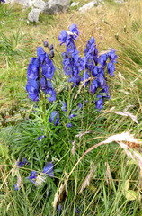 Aconitum tauricum