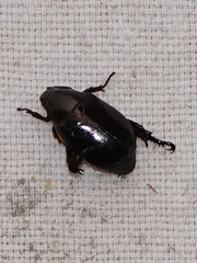 Anomala trochanterica