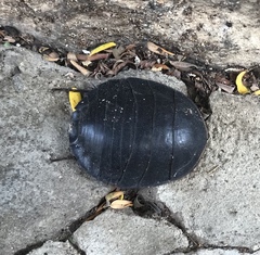 Polyphaga aegyptiaca