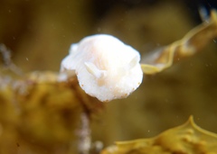 Goniobranchus epicurius