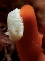 Goniobranchus epicurius
