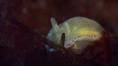 Goniobranchus epicurius