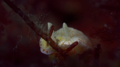 Goniobranchus epicurius