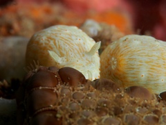 Goniobranchus epicurius