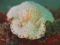 Goniobranchus epicurius