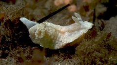 Goniobranchus epicurius