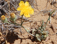 Malacothrix sonchoides