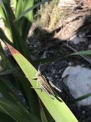 Eyprepocnemis plorans meridionalis