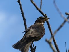 Turdus iliacus coburni