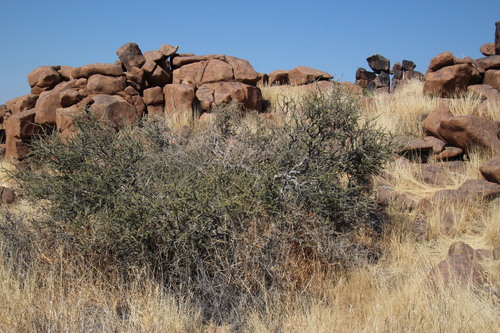 Boscia foetida subsp. foetida image