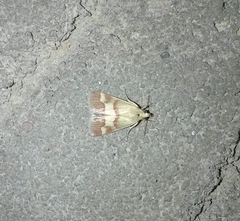 Tegostoma baphialis
