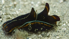 Philinopsis speciosa